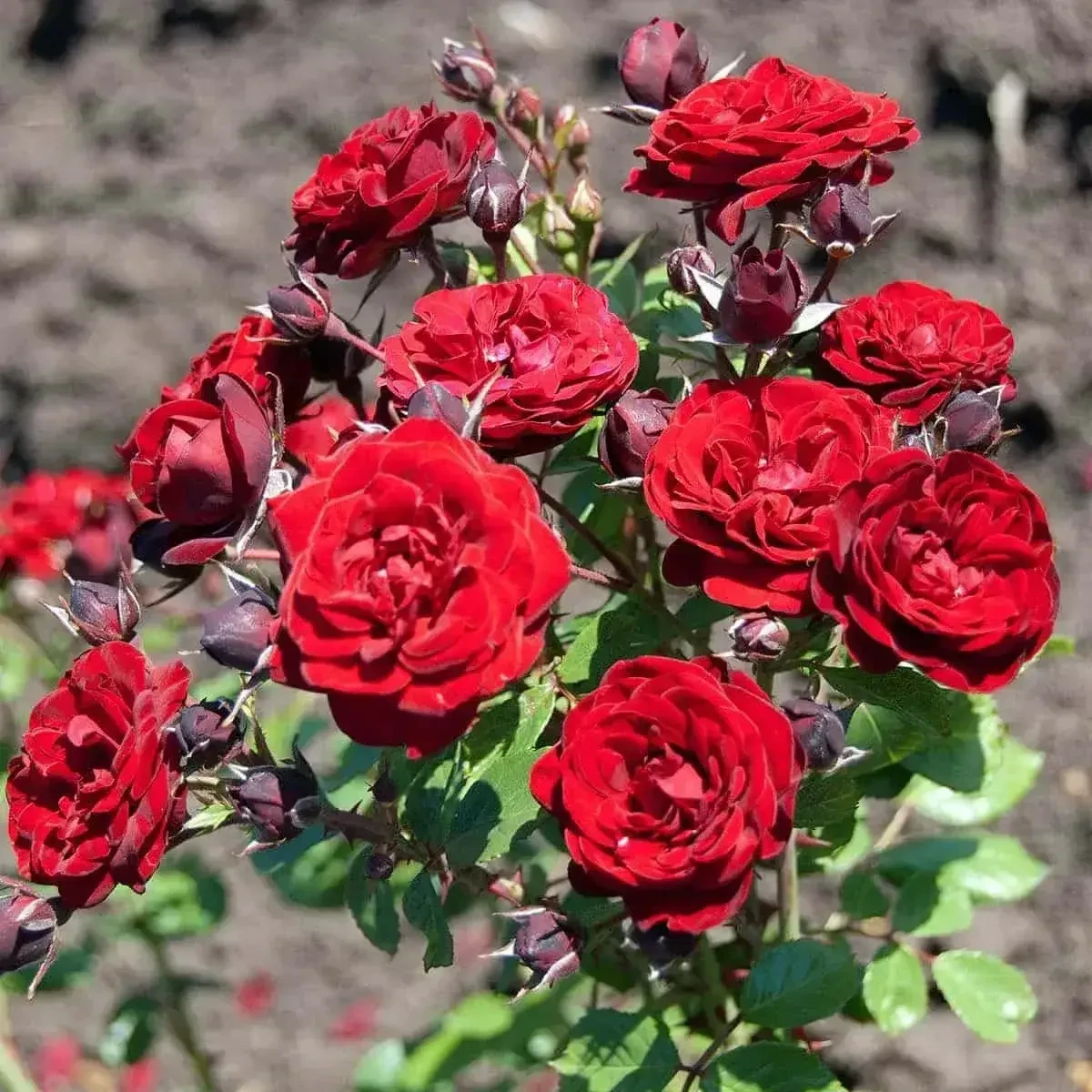 Троянди спрей Кордула (Cordoula), фото 1