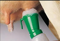 ОБРОБКА ВИМЕНІ ПЕРЕД ДОЇННЯМ