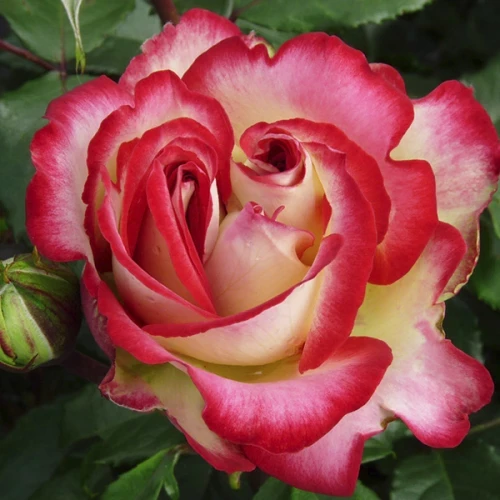 Троянди Mauritius (саджанці), фото 1