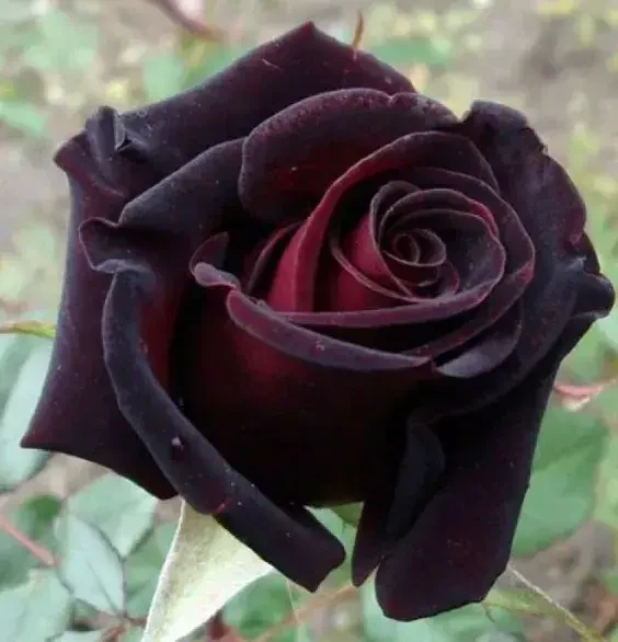 Троянда "Чорний Вельвет", фото 1