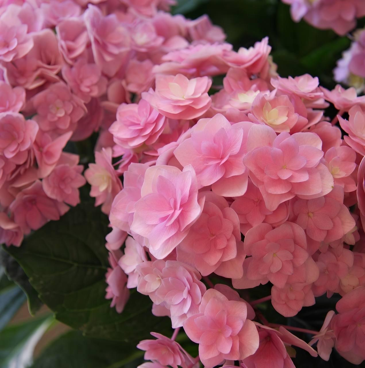 Саджанці Гортензії крупнолистна (3-річна) Ю енд Мі Тугезе (Hydrangea macrophylla You and Me Together) С3, фото 1