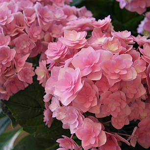 Саджанці Гортензії крупнолистна (3-річна) Ю енд Мі Тугезе (Hydrangea macrophylla You and Me Together) С3