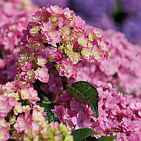 Саджанці Гортензії крупнолистна (3-річна) Ю енд Мі Тугезе (Hydrangea macrophylla You and Me Together) С3