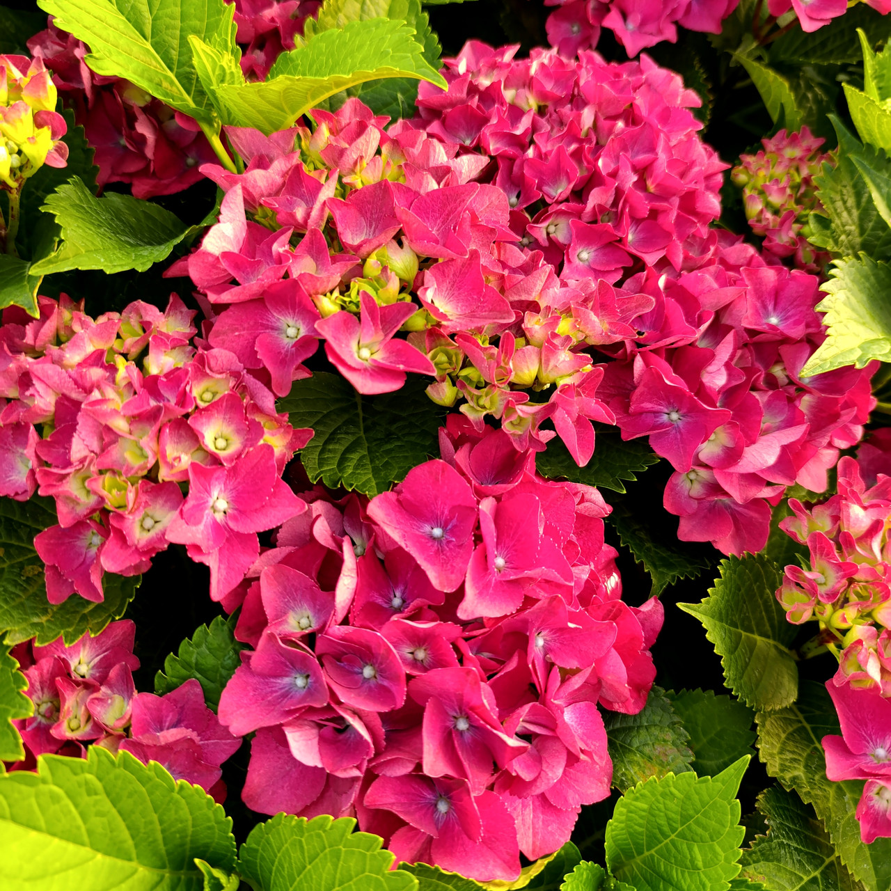 Гортензія Спіді Ред Пурпл / Р12 / Hydrangea Speedy Red Purple