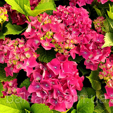 Гортензія Спіді Ред Пурпл / С2 / Hydrangea Speedy Red Purple, фото 3