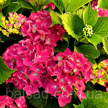 Гортензія Спіді Ред Пурпл / С2 / Hydrangea Speedy Red Purple, фото 4