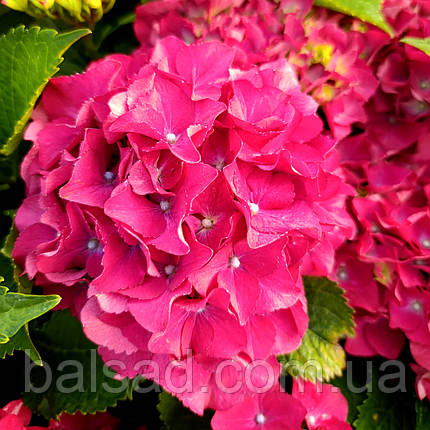 Гортензія Спіді Ред Пурпл / С2 / Hydrangea Speedy Red Purple, фото 1