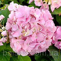 Гортензія Саксон Сонненштайн / Р14 / Hydrangea Saxon Sonnenstein, фото 4