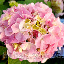 Гортензія Саксон Сонненштайн / Р14 / Hydrangea Saxon Sonnenstein, фото 5