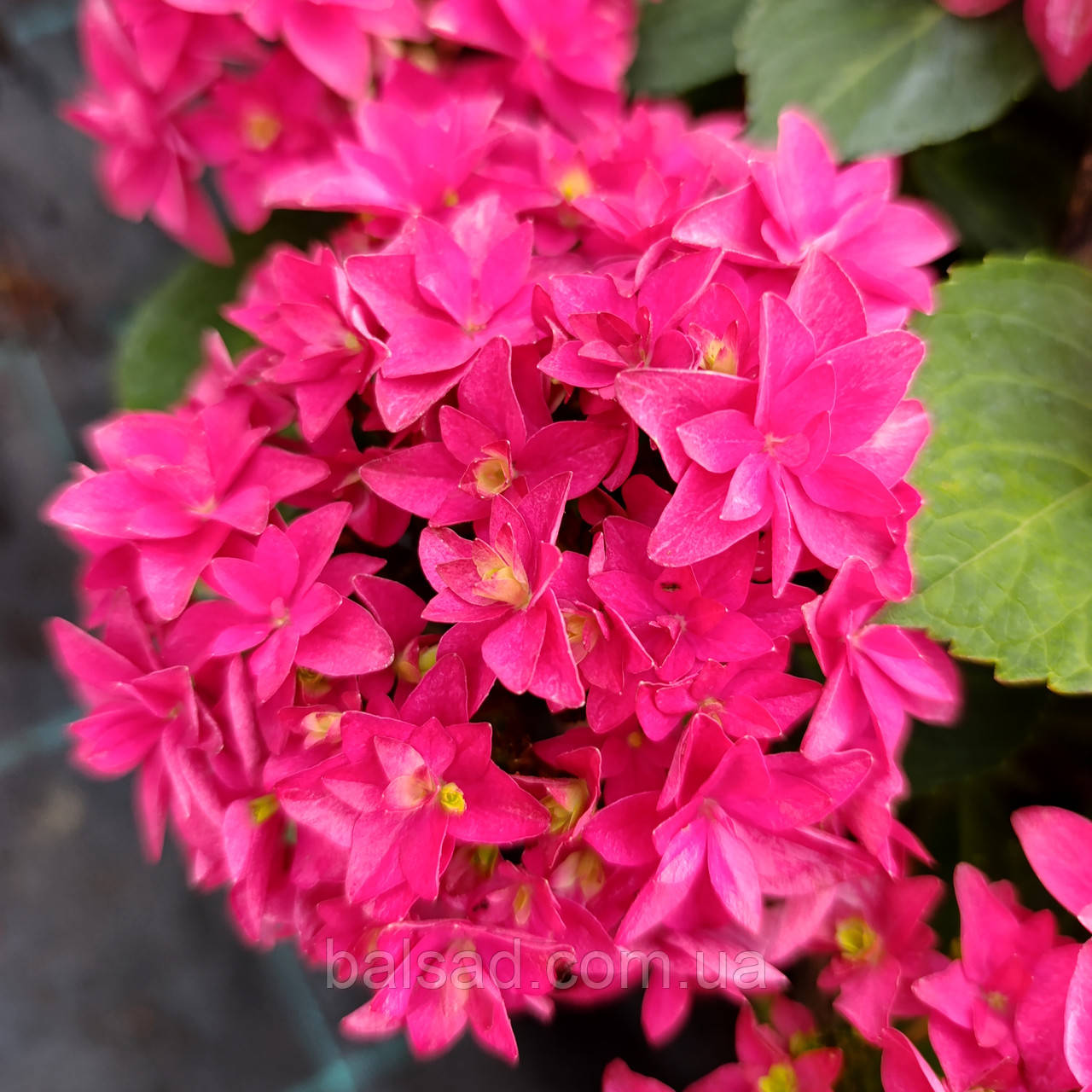 Гортензія Френсі Хот Пінк / Р12 / Hydrangea Francy Hot Pink