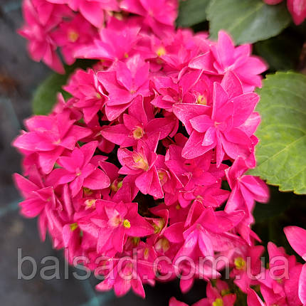 Гортензія Френсі Хот Пінк / Р12 / Hydrangea Francy Hot Pink, фото 1