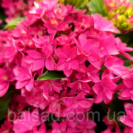 Гортензія Френсі Хот Пінк / Р12 / Hydrangea Francy Hot Pink, фото 3