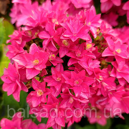 Гортензія Френсі Хот Пінк / Р12 / Hydrangea Francy Hot Pink, фото 4