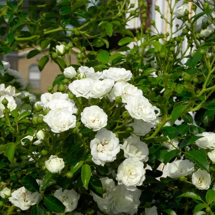 Троянда грунтопокривна White Fairy, фото 1