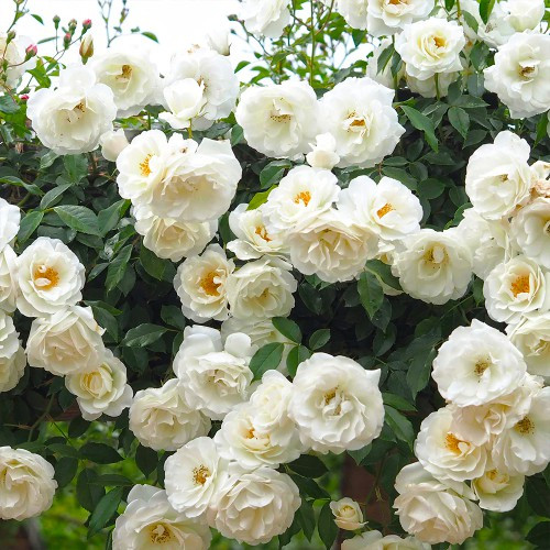 Плетиста троянда Айсберг, фото 1