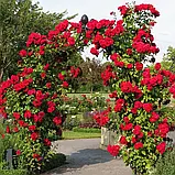 Троянда плетиста Амадеус, фото 2