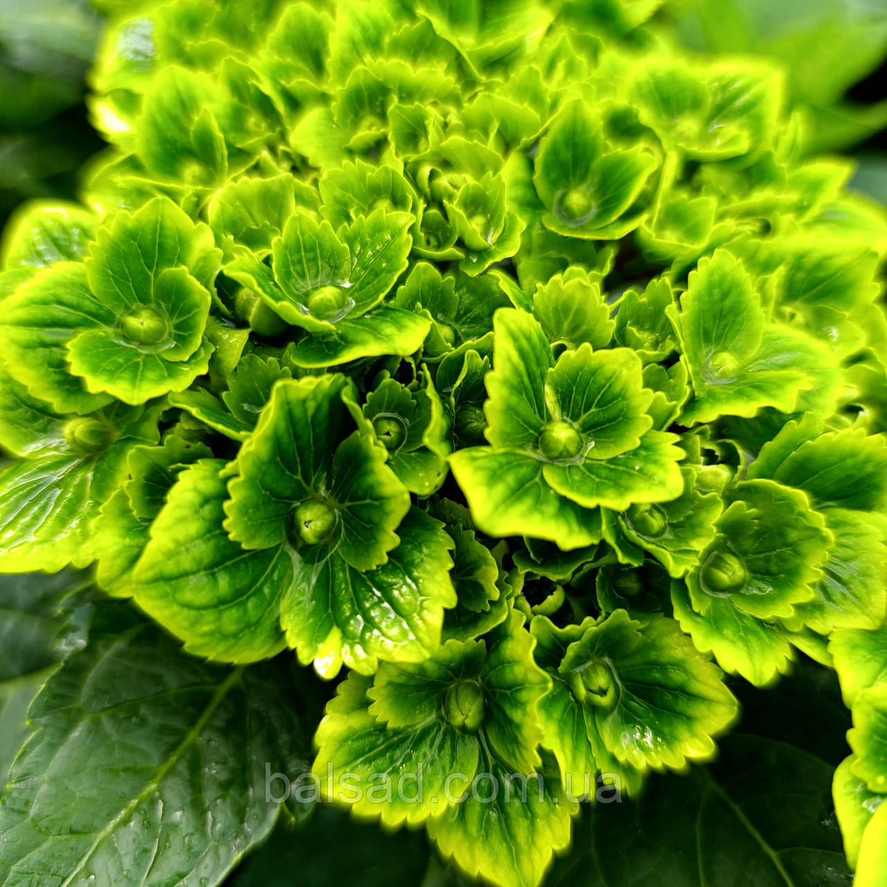 Гортензія Грін Клауд / С2 / Hydrangea macrophylla Green Cloud