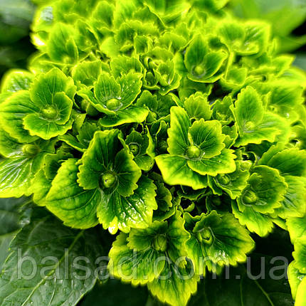 Гортензія Грін Клауд / С2 / Hydrangea macrophylla Green Cloud, фото 1