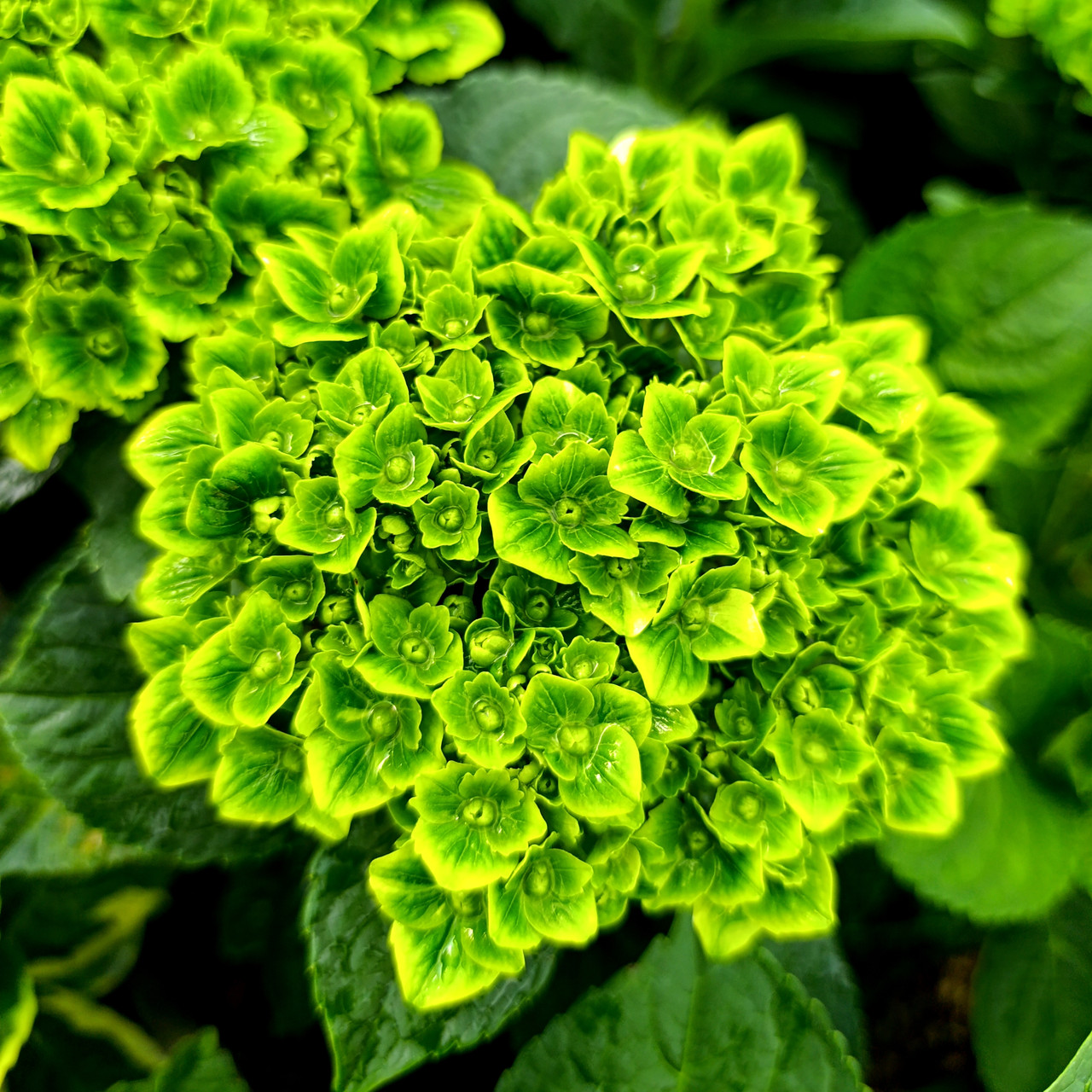 Гортензія крупнолиста Грін Клауд / Р12 / Hydrangea Green Cloud