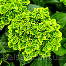 Гортензія Грін Клауд / С2 / Hydrangea macrophylla Green Cloud, фото 3