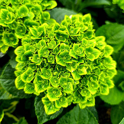 Гортензія крупнолиста Грін Клауд / Р12 / Hydrangea Green Cloud, фото 1