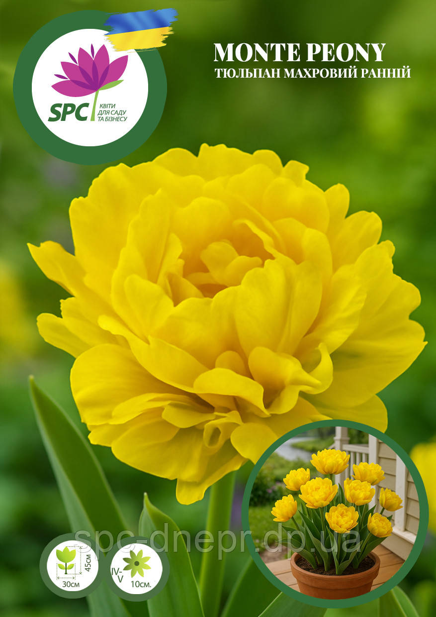 Тюльпан махровий ранній Monte Peony