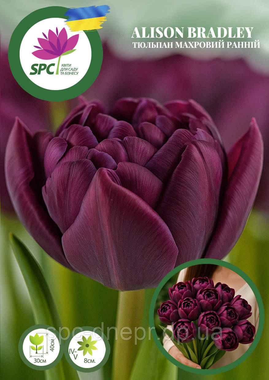Тюльпан махровий ранній Alison Beadley