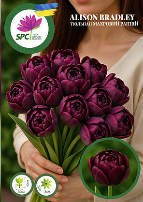 Тюльпан махровий ранній Alison Beadley, фото 2