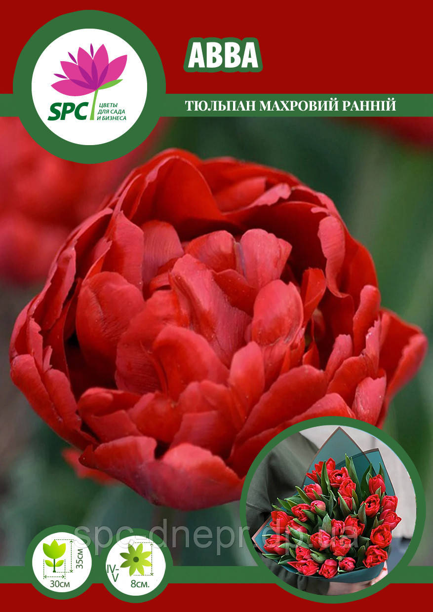 Тюльпан махровий ранній Abba