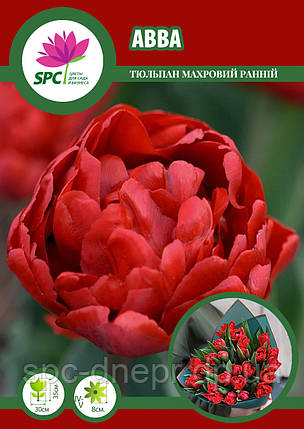 Тюльпан махровий ранній Abba, фото 1