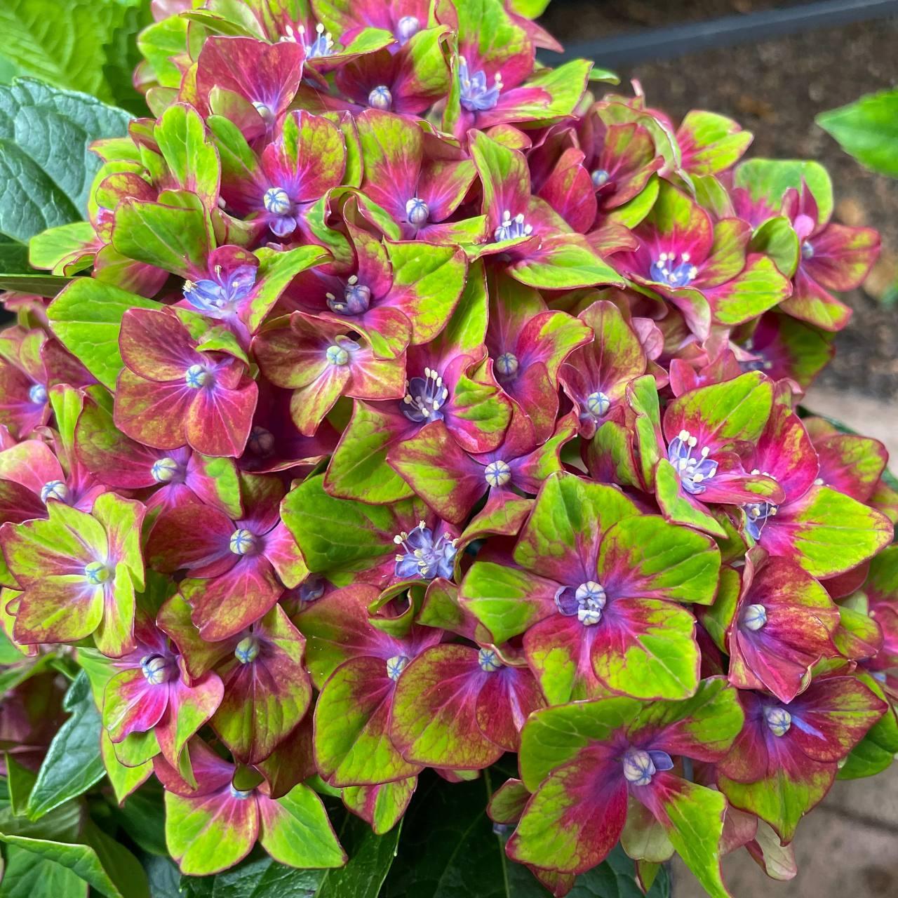 Саджанці Гортензії крупнолистна (3-річна) Саксон Шлосс Вакербарт (Hydrangea macrophylla Saxon Schloss Wackerbarth) С3, фото 1