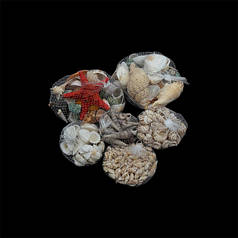 Морські ракушки.