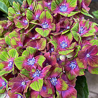 Саджанці Гортензії крупнолистна (3-річна) Саксон Шлосс Вакербарт (Hydrangea macrophylla Saxon Schloss Wackerbarth) С3