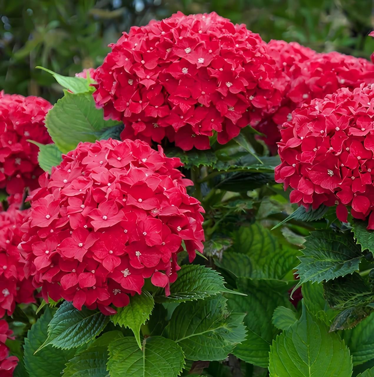 Гортензія крупнолиста Лойтфоєр – квітуча, вертикально зростаюча, багаторічна Р9, фото 1