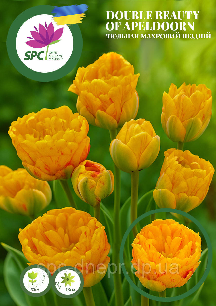 Тюльпан махровий пізній Double Beauty of Apeldoorn
