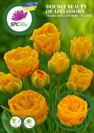 Тюльпан махровий пізній Double Beauty of Apeldoorn, фото 1