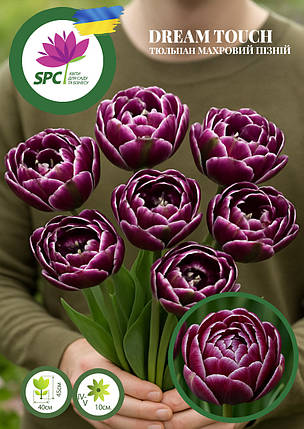 Тюльпан махровий пізній Dream Touch, фото 2