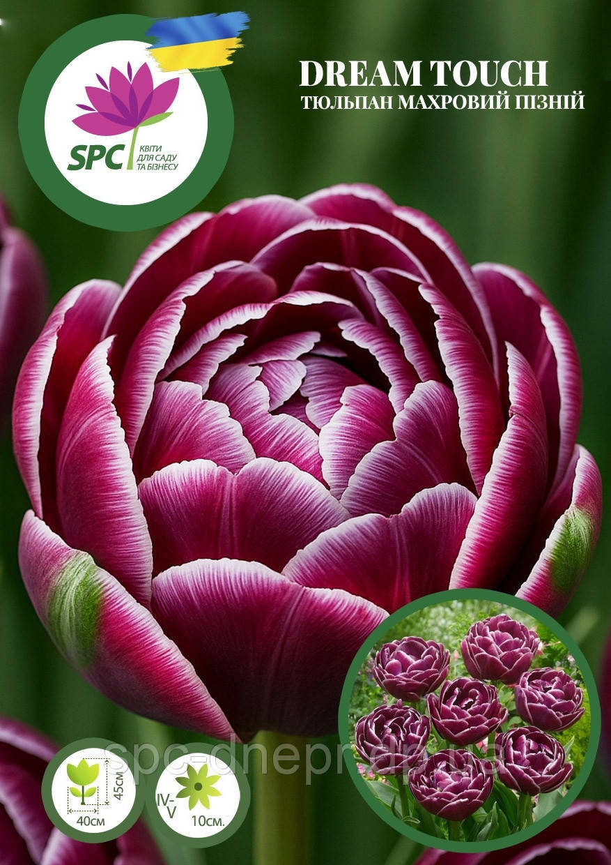 Тюльпан махровий пізній Dream Touch
