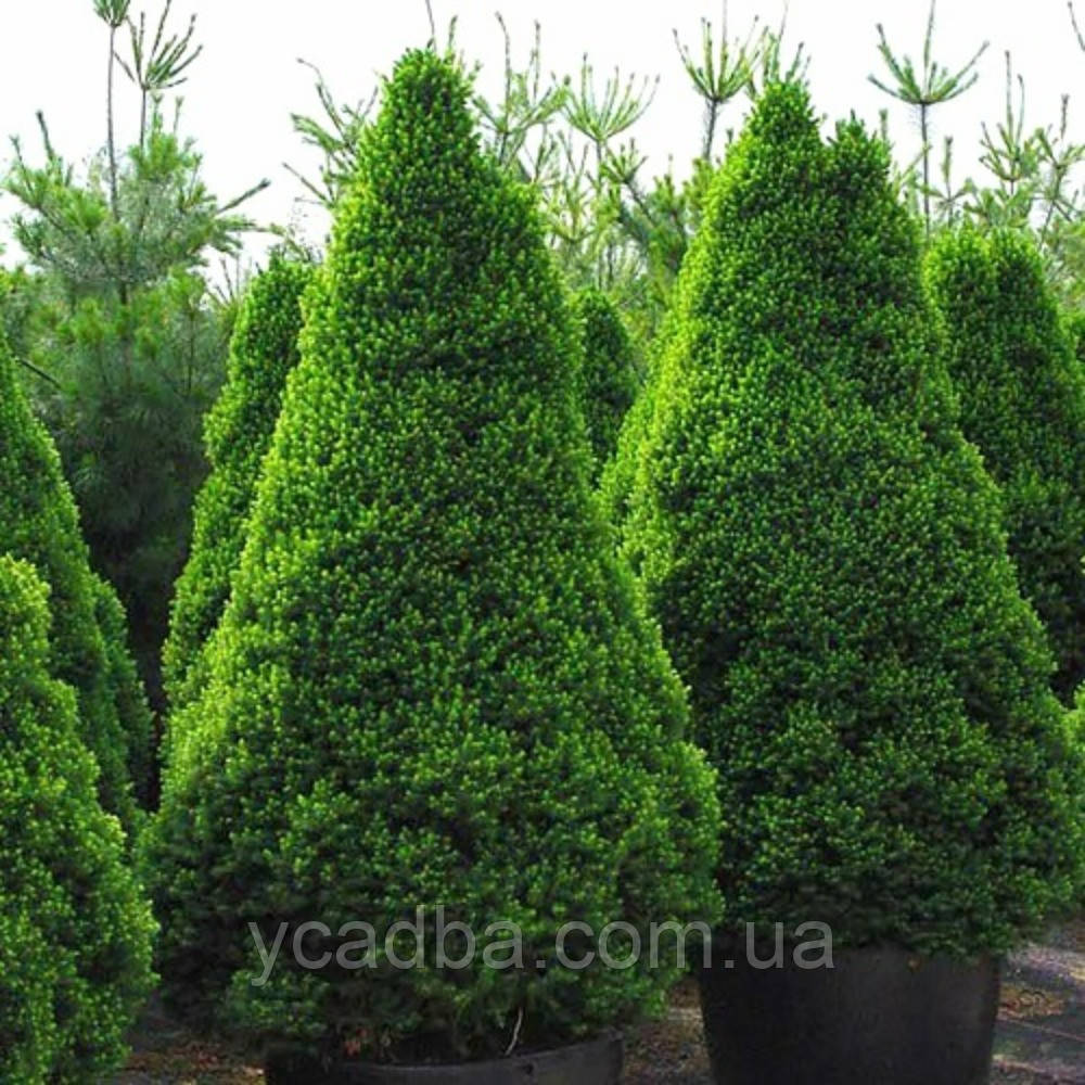 Ялина канадська Коніка Десембер (горщик 0,5л), фото 1