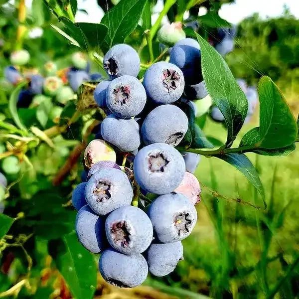 Саджанці Лохини Герберт (Herbert) - середньо-пізня, крупноплідна, урожайна, фото 1