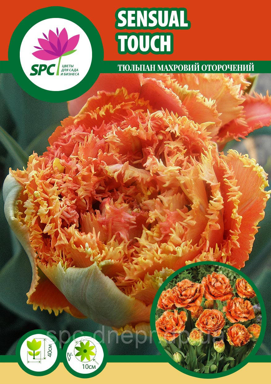 Тюльпан махровий оторочений Sensual Touch