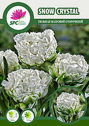 Тюльпан махровый бахромчатый Snow Crystal