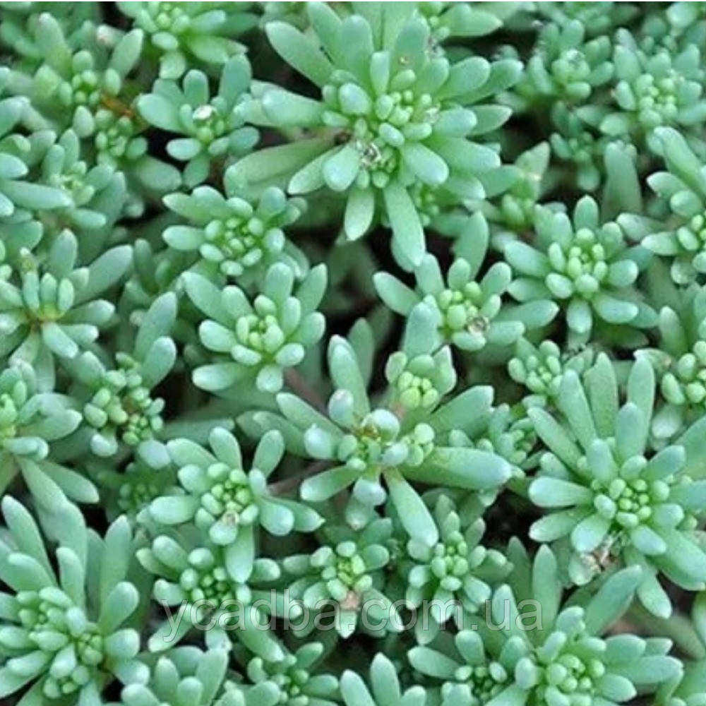 Очиток Блю Карпет (горщик 0,5л), фото 1