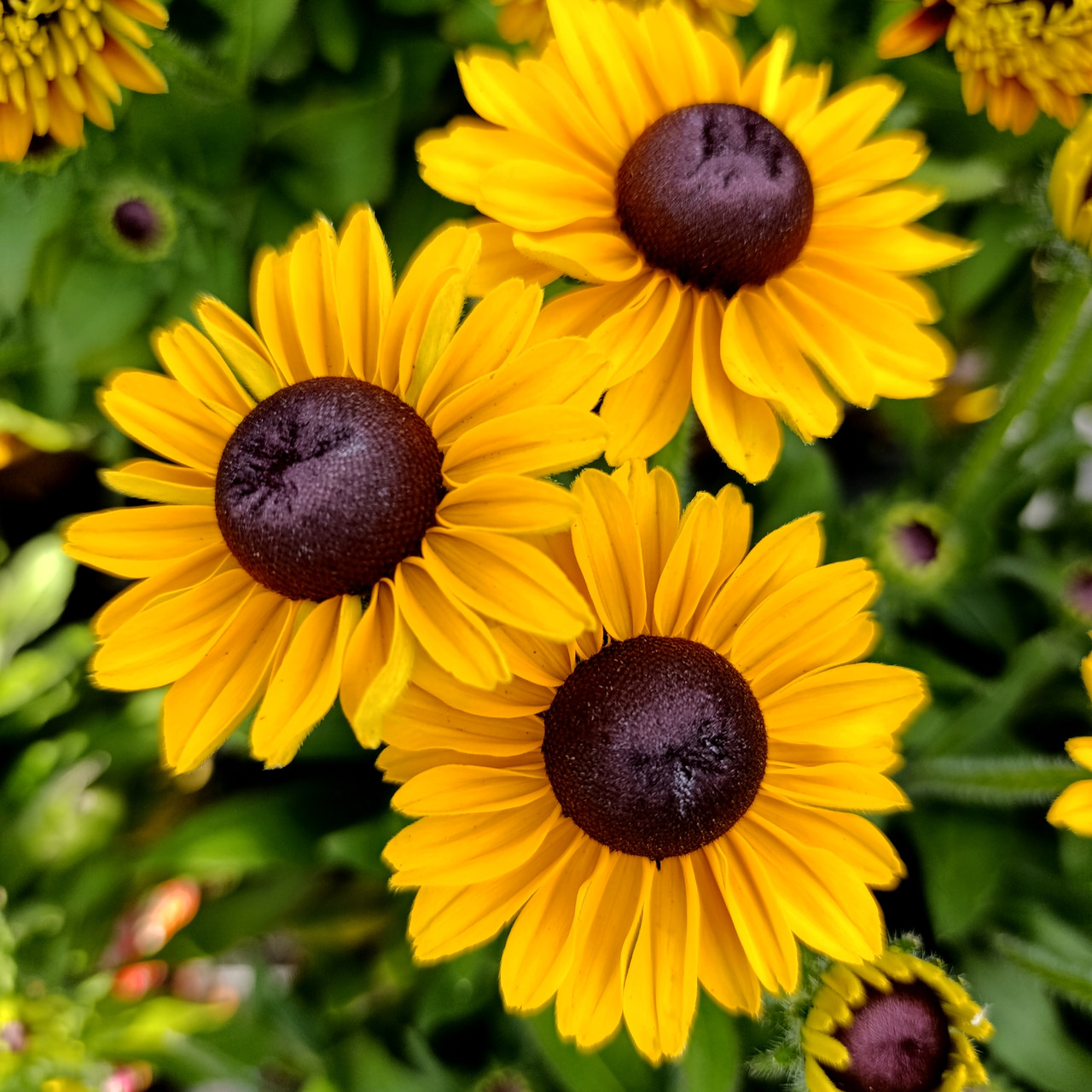 Рудбекія Смайлз Дівайн / С2 / Rudbeckia SMILEYZ Divine