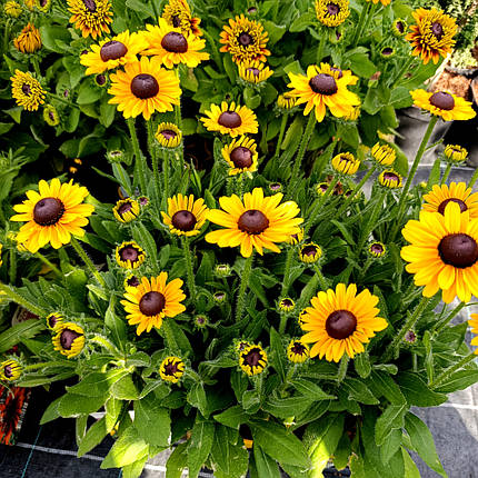 Рудбекія Смайлз Дівайн / С2 / Rudbeckia SMILEYZ Divine, фото 2