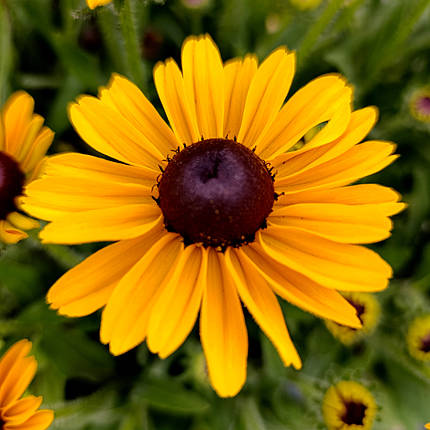 Рудбекія Смайлз Дівайн / С2 / Rudbeckia SMILEYZ Divine, фото 3