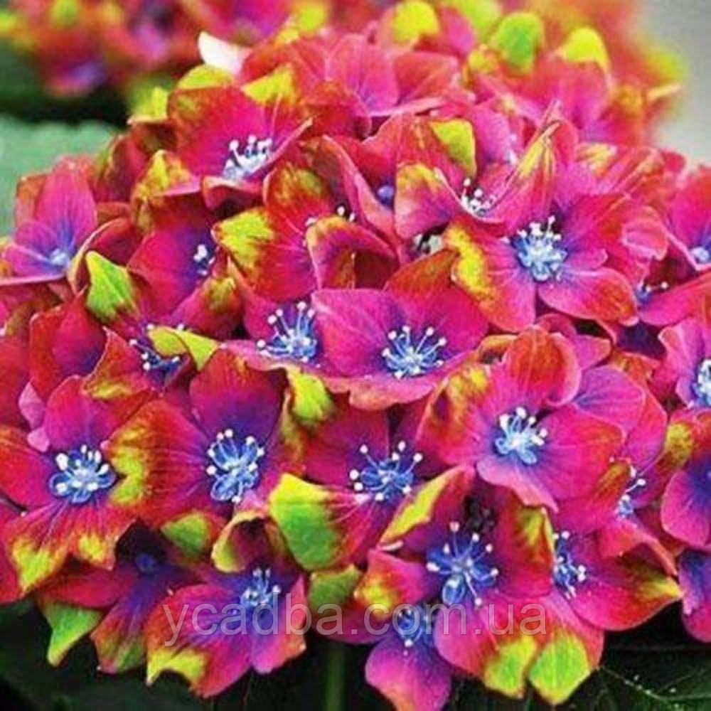 Гортензія крупнолиста Замок Вакербарт 26 (горщик 3л), фото 1