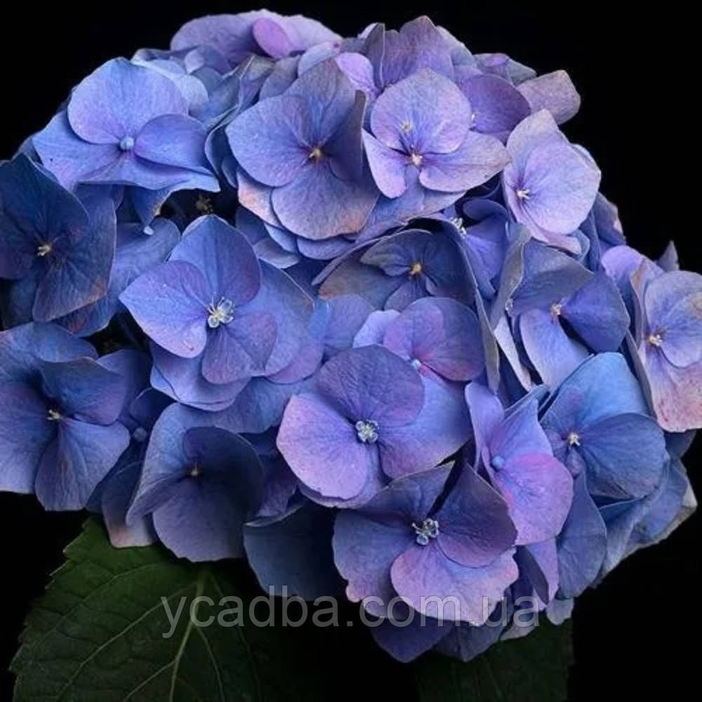 Гортензія крупнолиста Блаумайс 70 (горщик 0,5л), фото 1