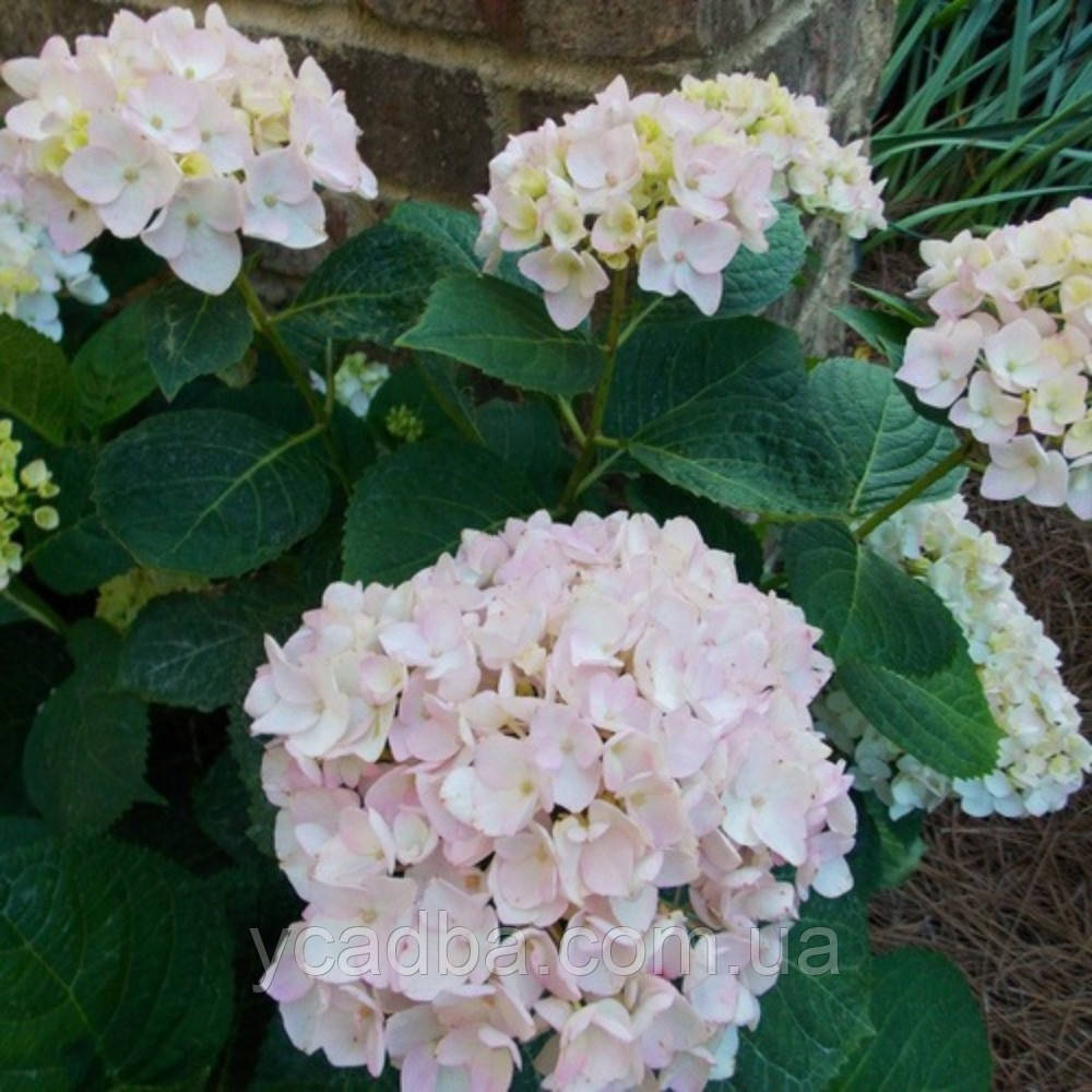 Гортензія крупнолиста Ендлесс Саммер Зе Брайд 83 (горщик 0,5л), фото 1