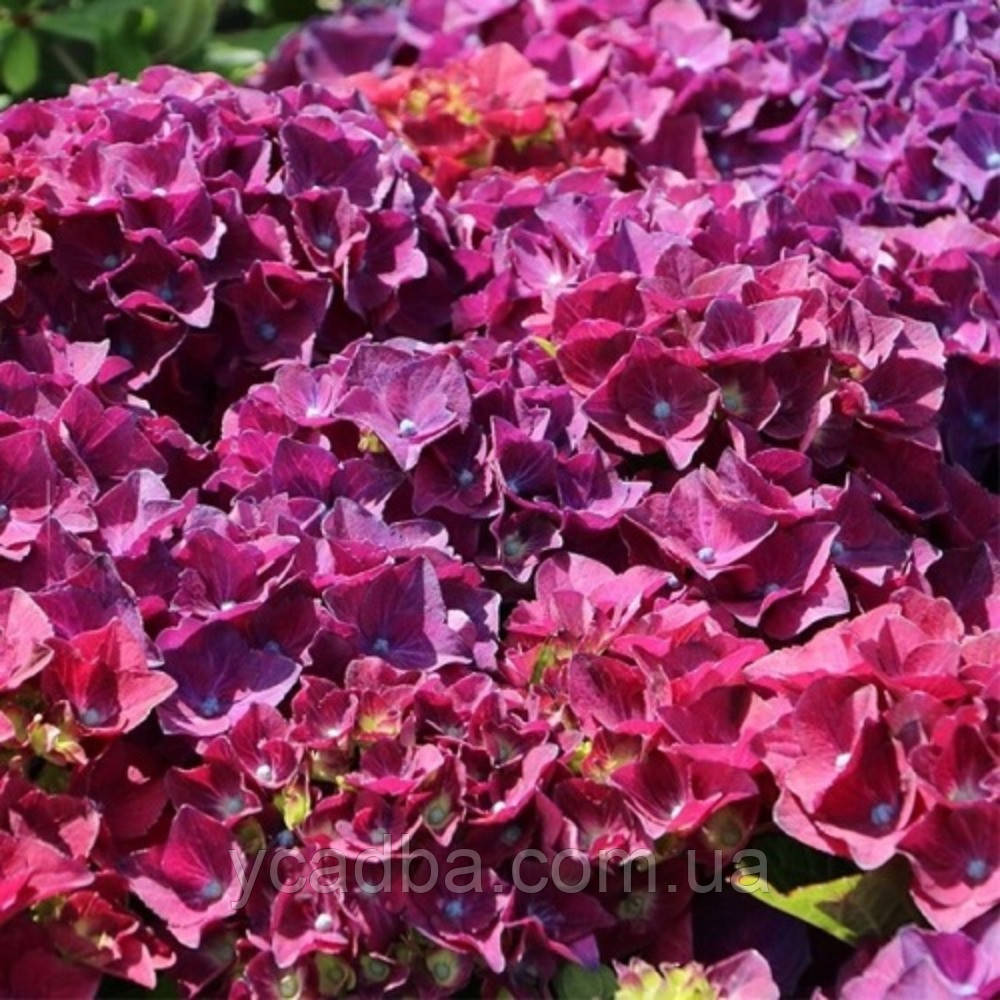 Гортензія крупнолиста Хот Ред Перпл 121 (горщик 0,5л), фото 1